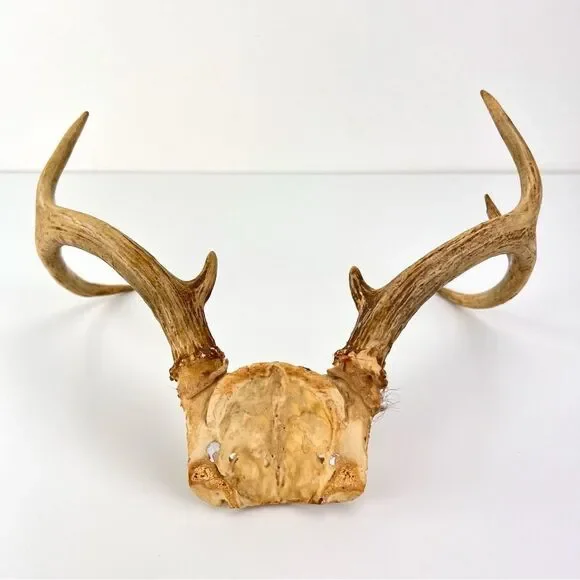 Vintage Deer Antler 7 Point Buck Skull Cap